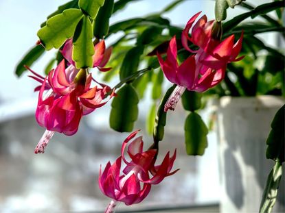 Pink flowers on a Christmas cactus