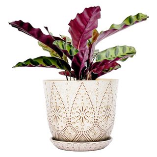cream patterned ceramic planter from Gepege with plant on white background