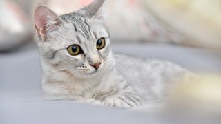 Egyptian mau cat