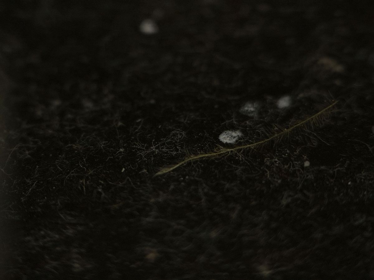 Shiftcam 240mm Super Zoom Tele macro sample.