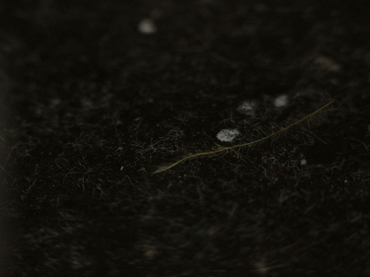 Shiftcam 240mm Super Zoom Tele macro sample.