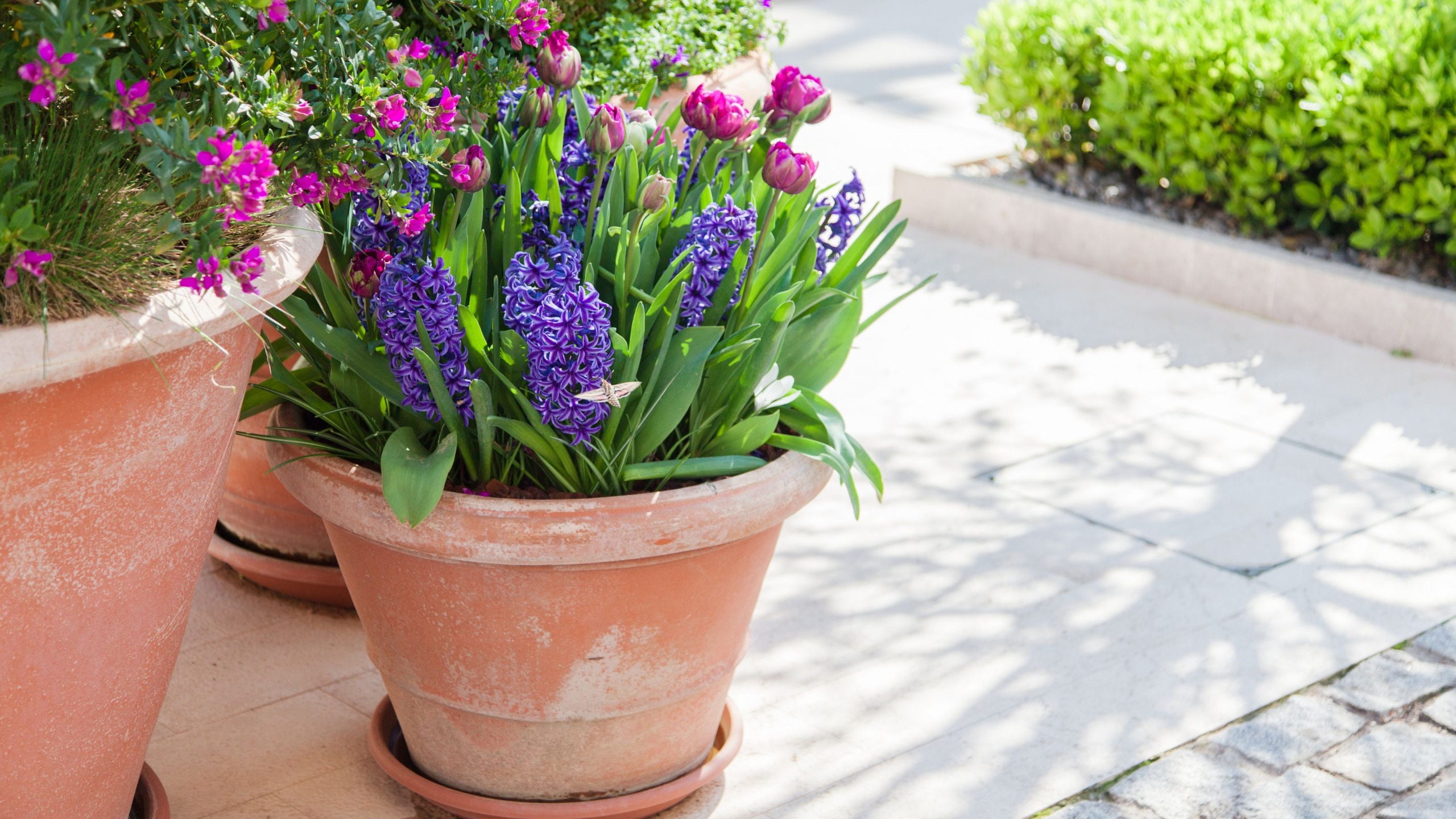 hyacinths in container in front garden 
