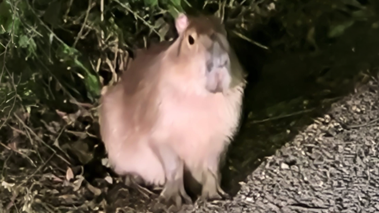 Capybara Suspected in Trail Camera Thefts in Southern England