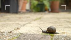 picture of snail in garden on top of patio slabs
