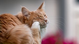 Maine Coon scratching due to fleas