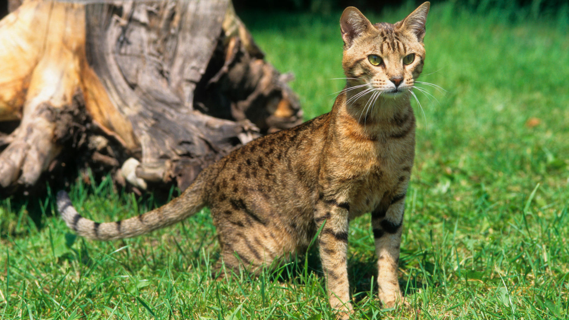 Ocicat on grass