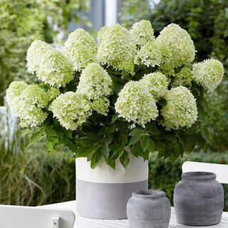 Hydrangea bush with blooming flowerheads in a white and grey flower pot, sitting on a white garden table