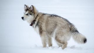 Alaskan malamute in snowy weather