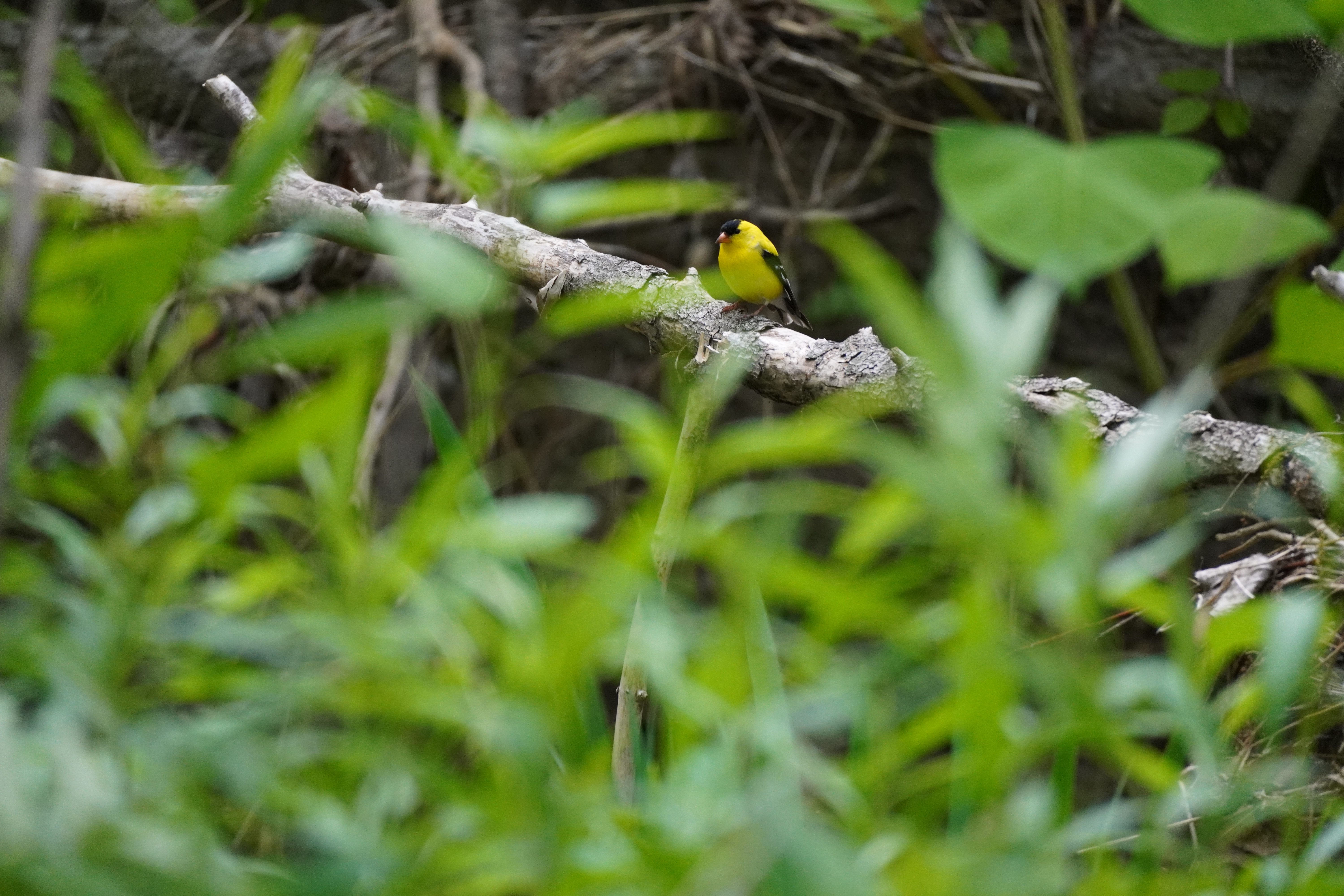 A sample wildlife photography image taken by the Sony a6400