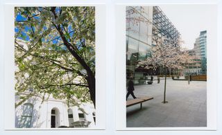 Blossoming trees in London streets