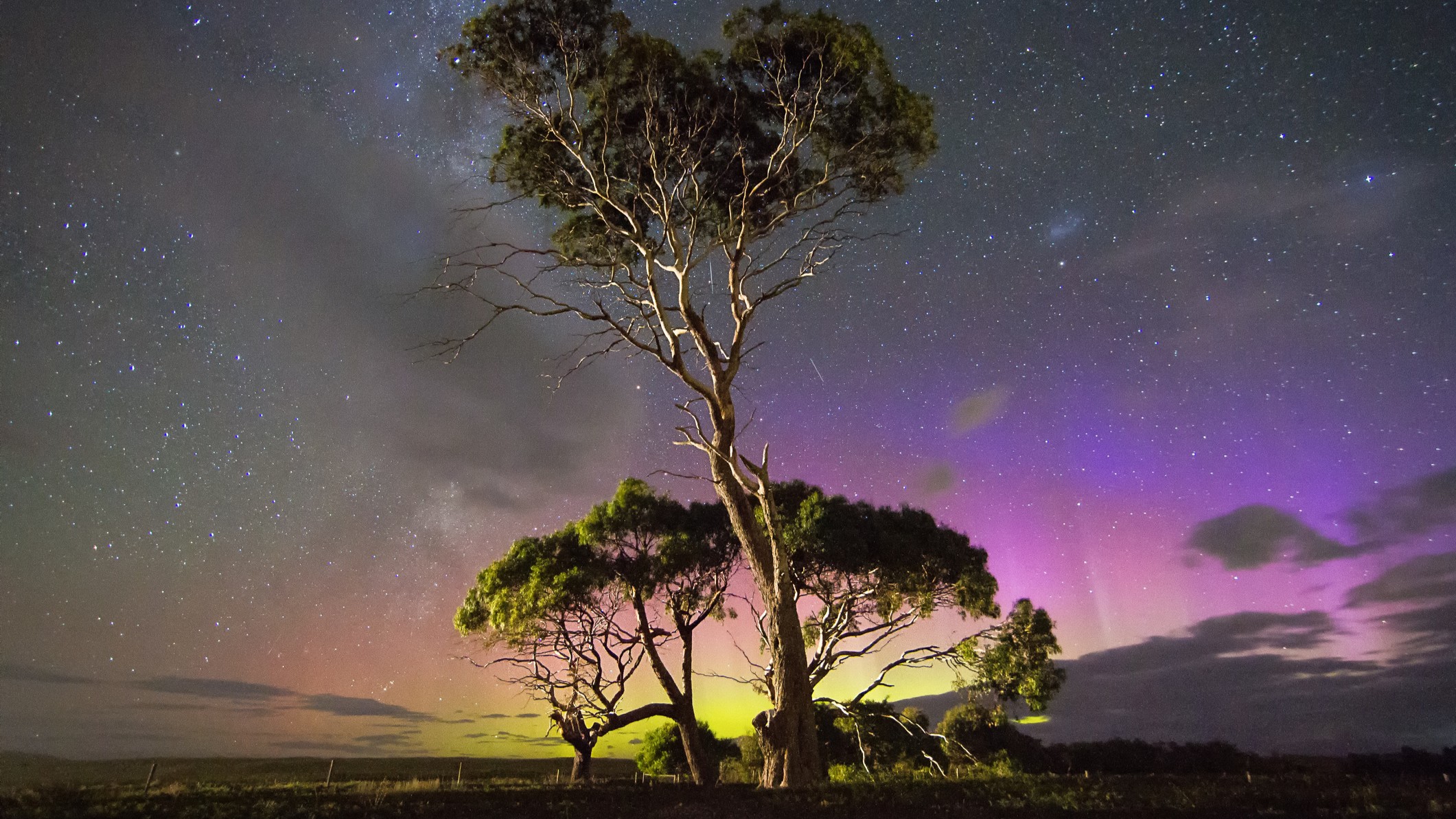 southern lights or aurora australis appearing as bands of light colored green, pink and purple behind a couple of tall gum trees.