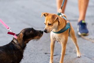 Here's another reason to ask your boss if you can bring your dog to work. Image Credit: Getty
