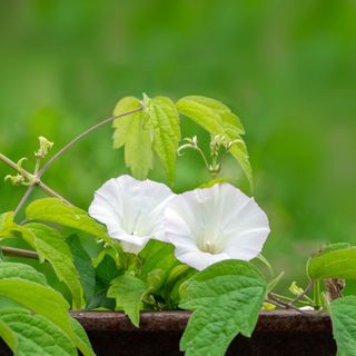 Bindweed