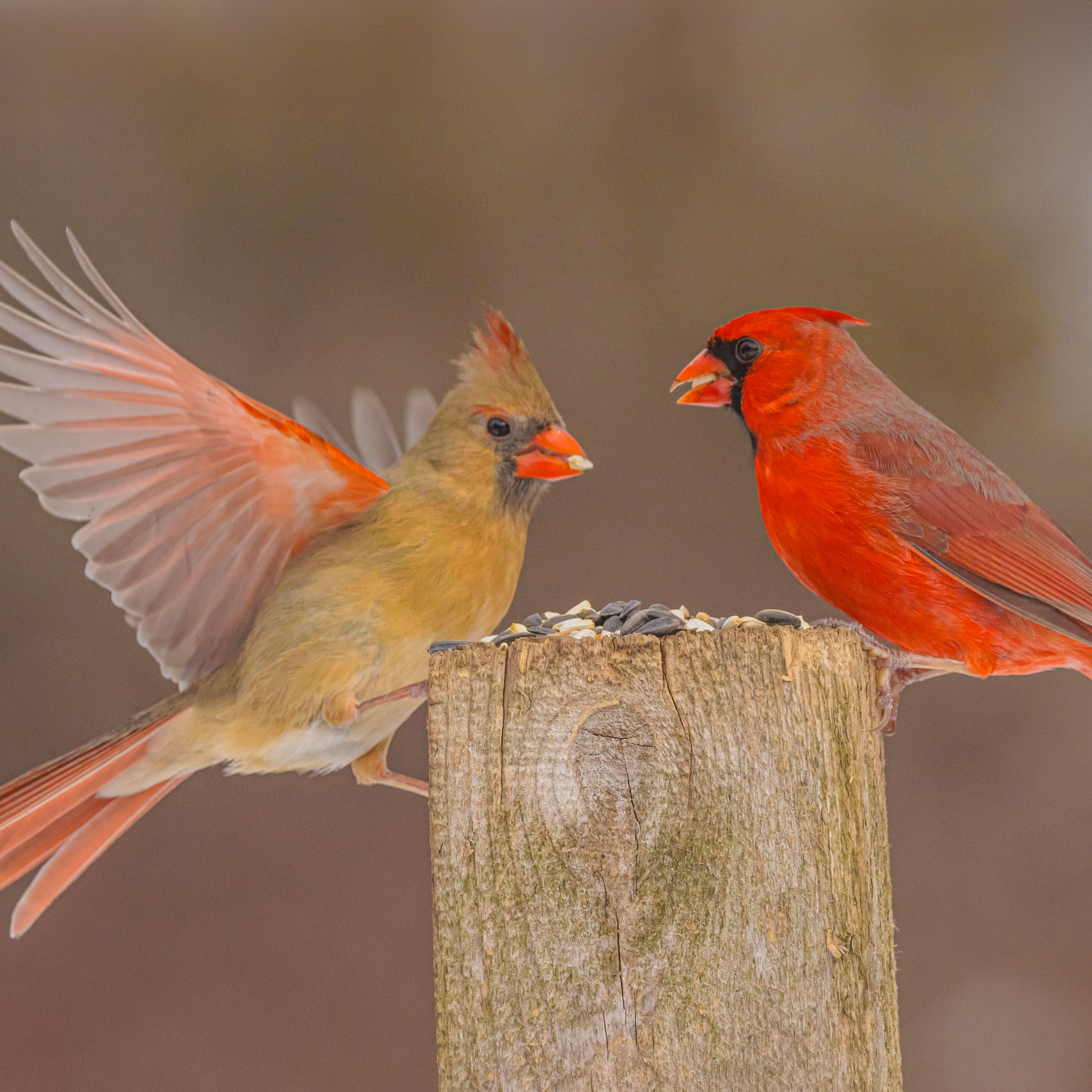 male and female cardinal birds eating seeds on wooden post