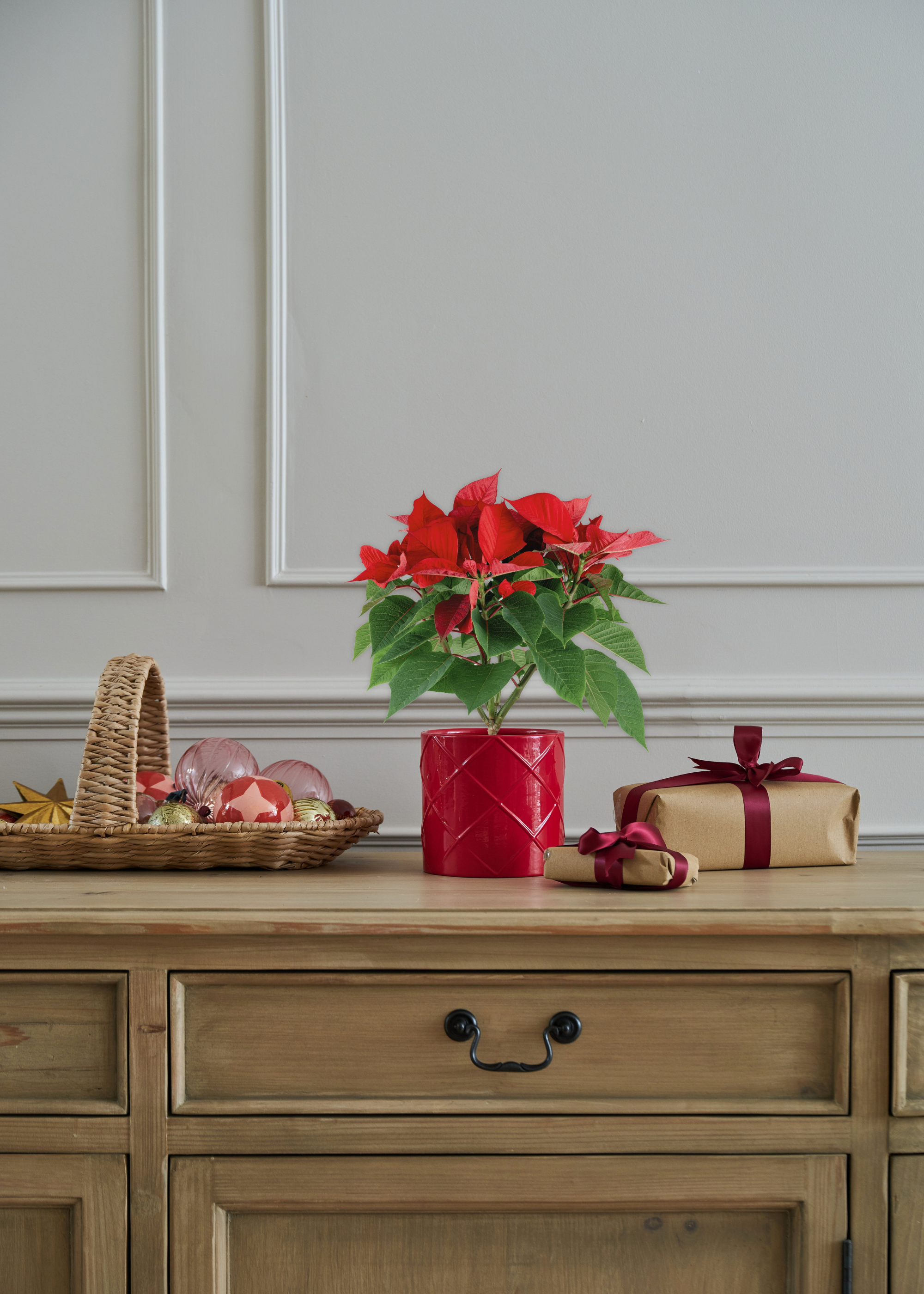 A potted poinsettia on a wooden cabinet beside a woven tray of ornaments and presents