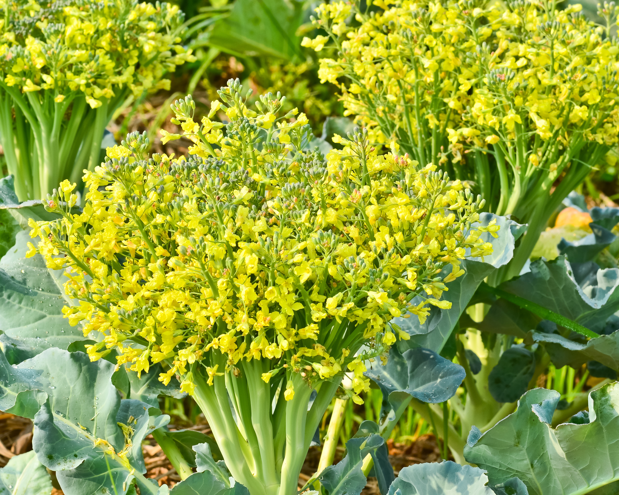 Yellow flowers on broccoli plants