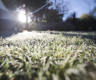 Closeup of a frost covered lawn in winter