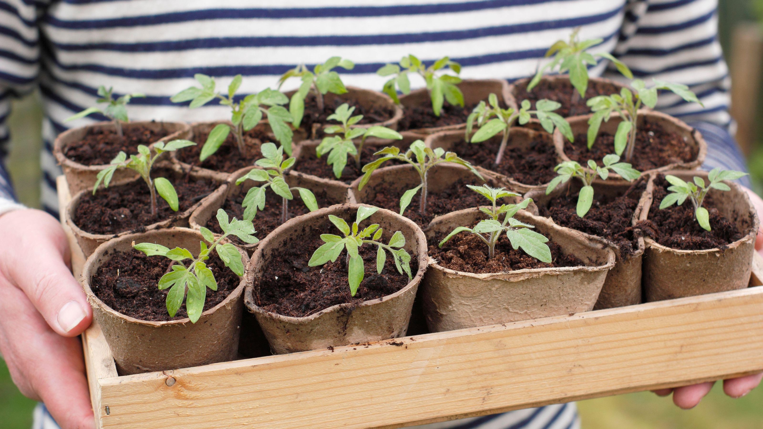 biodegradable pots in a wooden tray