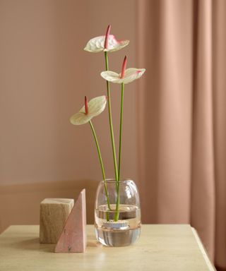 A close-up of a white and pink flower in a glass vase, on top of a wooden table, with a pink wall behind it