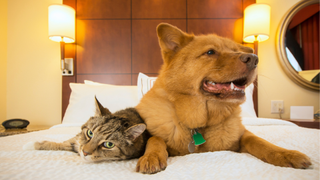 Cat and dog lying on a pet friendly hotel bed