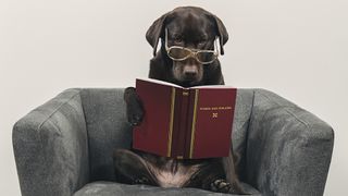 Labrador with glasses reading book