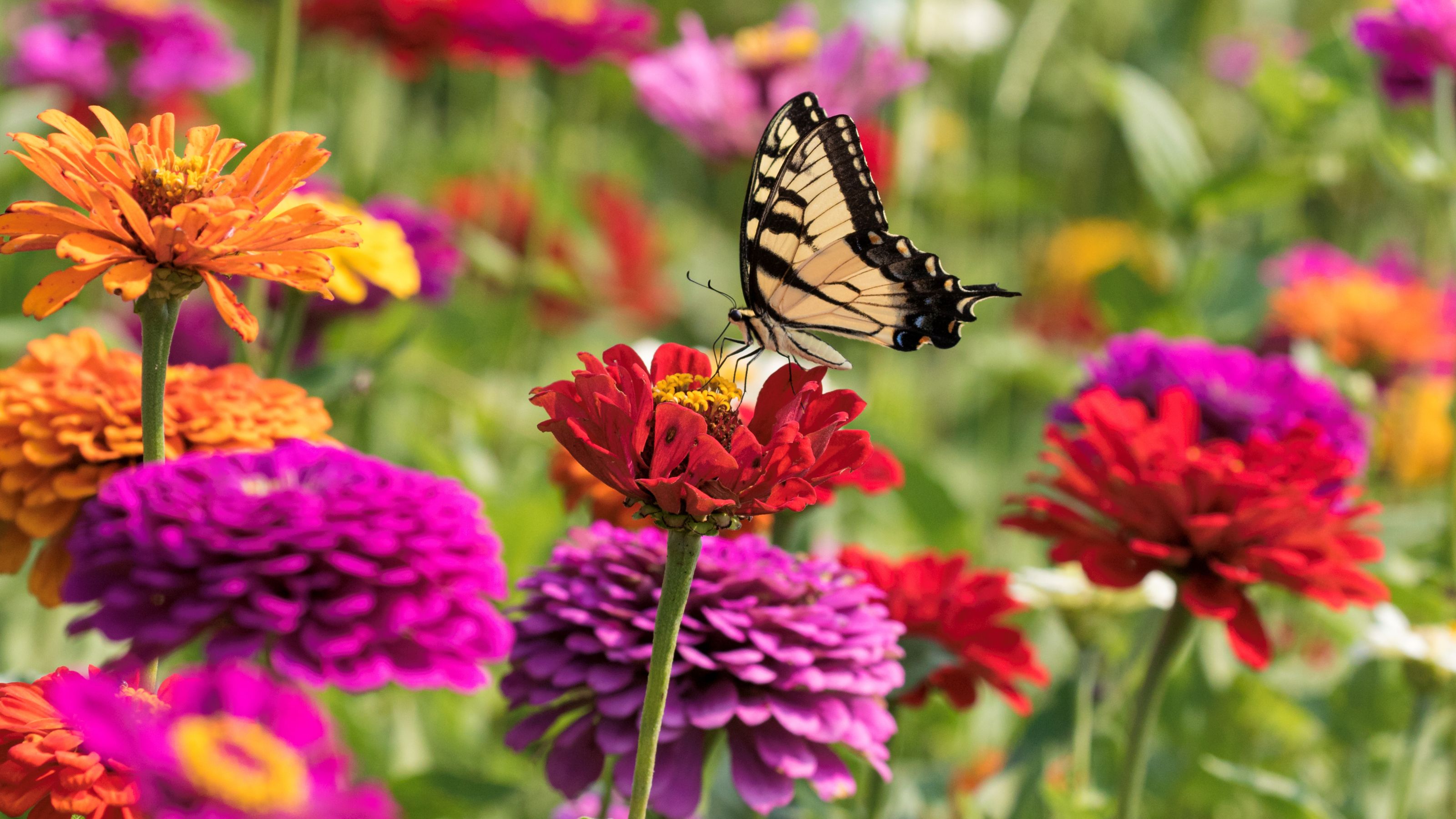 Lovely shades of colors in this image of a field of Zinnias with a Swallowtail butterfly on a flower