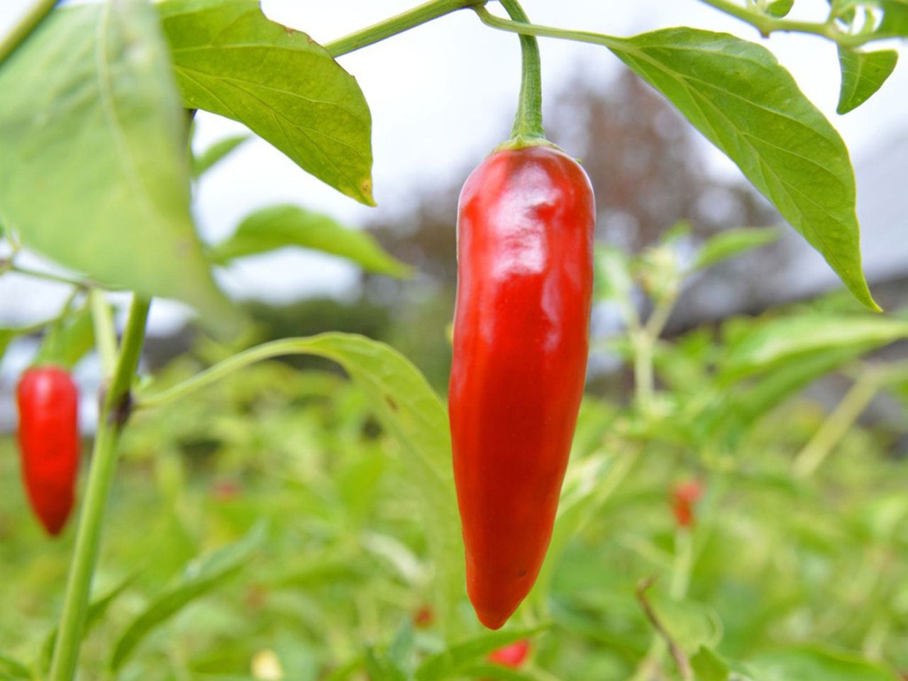 Red Thai Pepper Plants