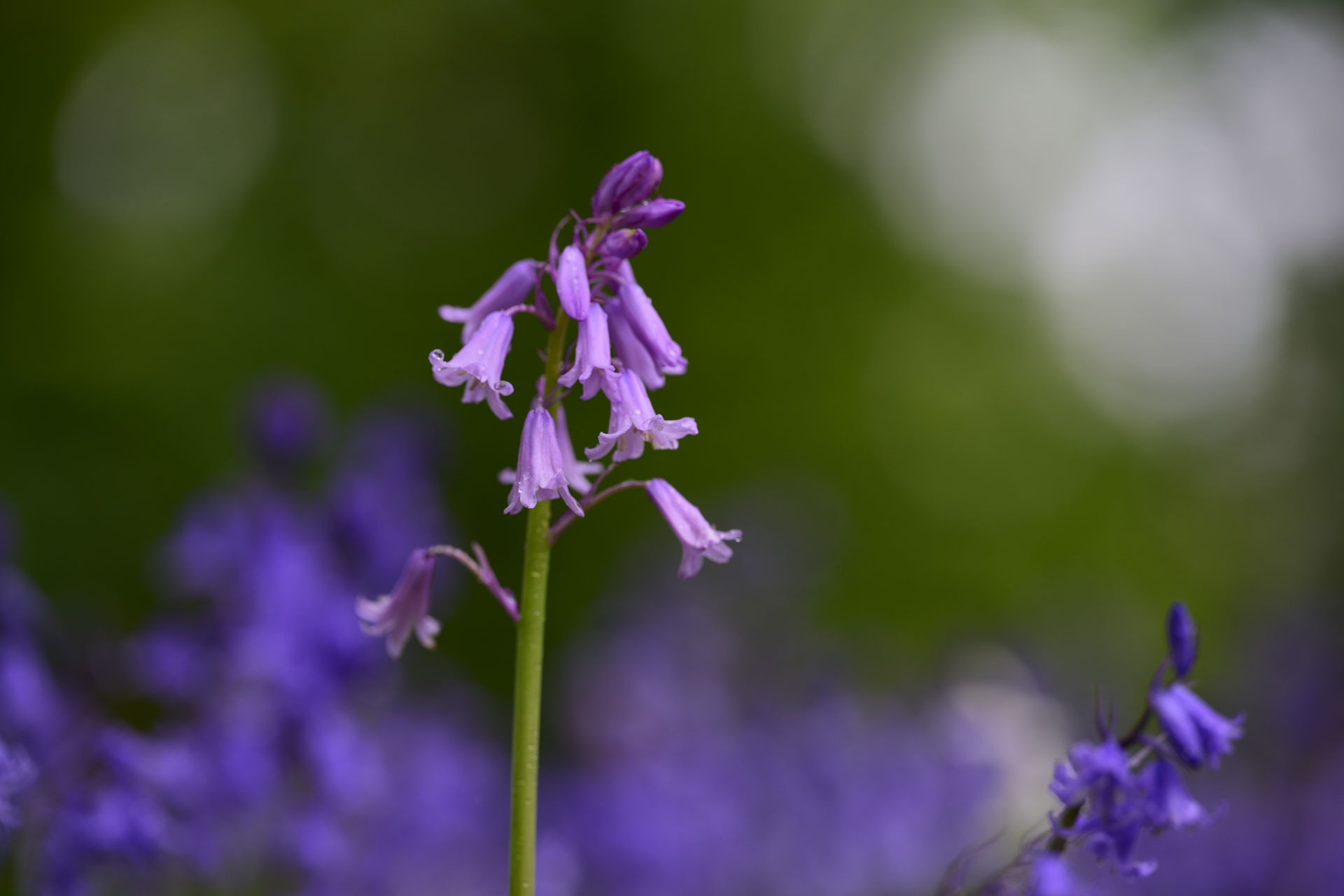 Nikon Z 70-200mm f/2.8 VR S II image gallery: closeup of bluebells in front of dappled light