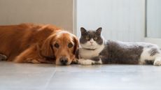 A dog and cat sit together on a floor.