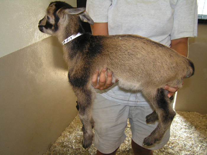 papadum at a few weeks old