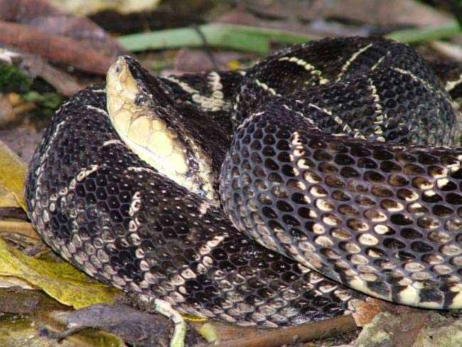 Bothrops asper (family Viperidae) is the most important snake from