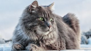 Large Siberian cat lying down