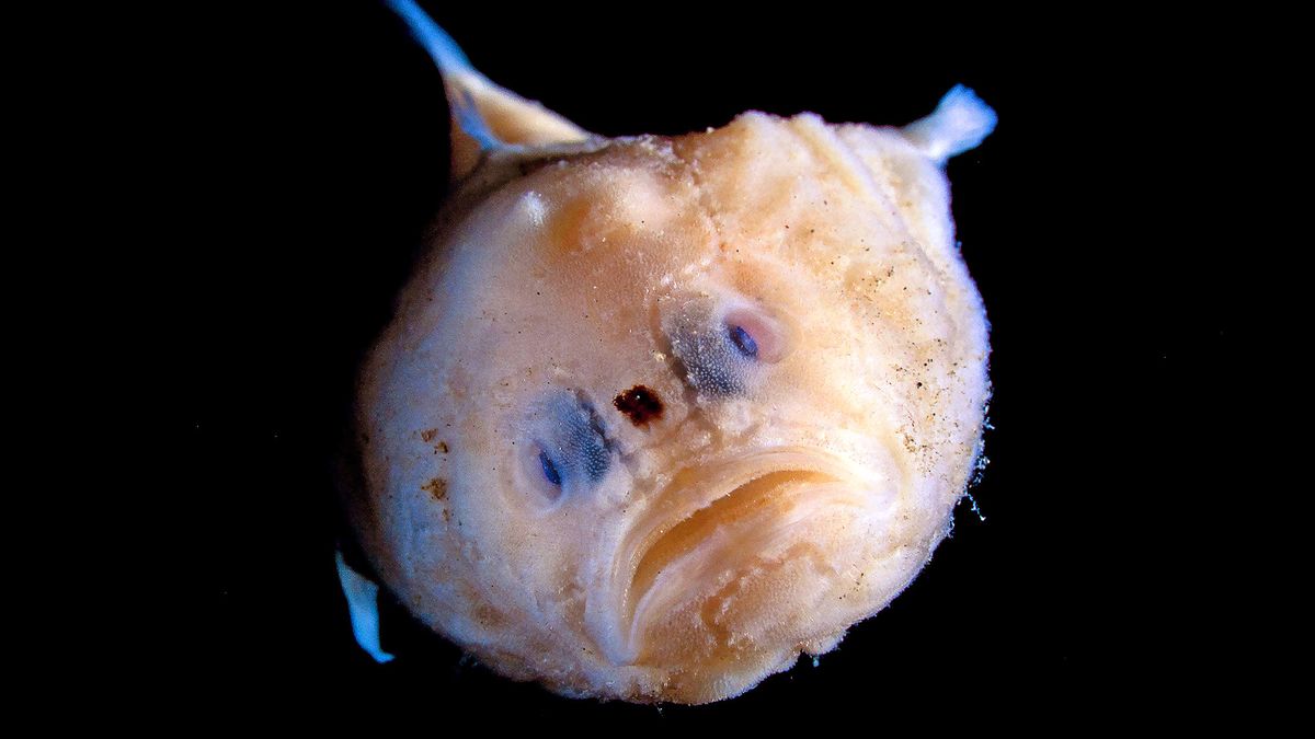 Eight individual coffinfish, including this Pink Frogmouth &lt;em&gt;Chaunax rictus&lt;/em&gt; were recorded for the first time holding their “breath” underwater.