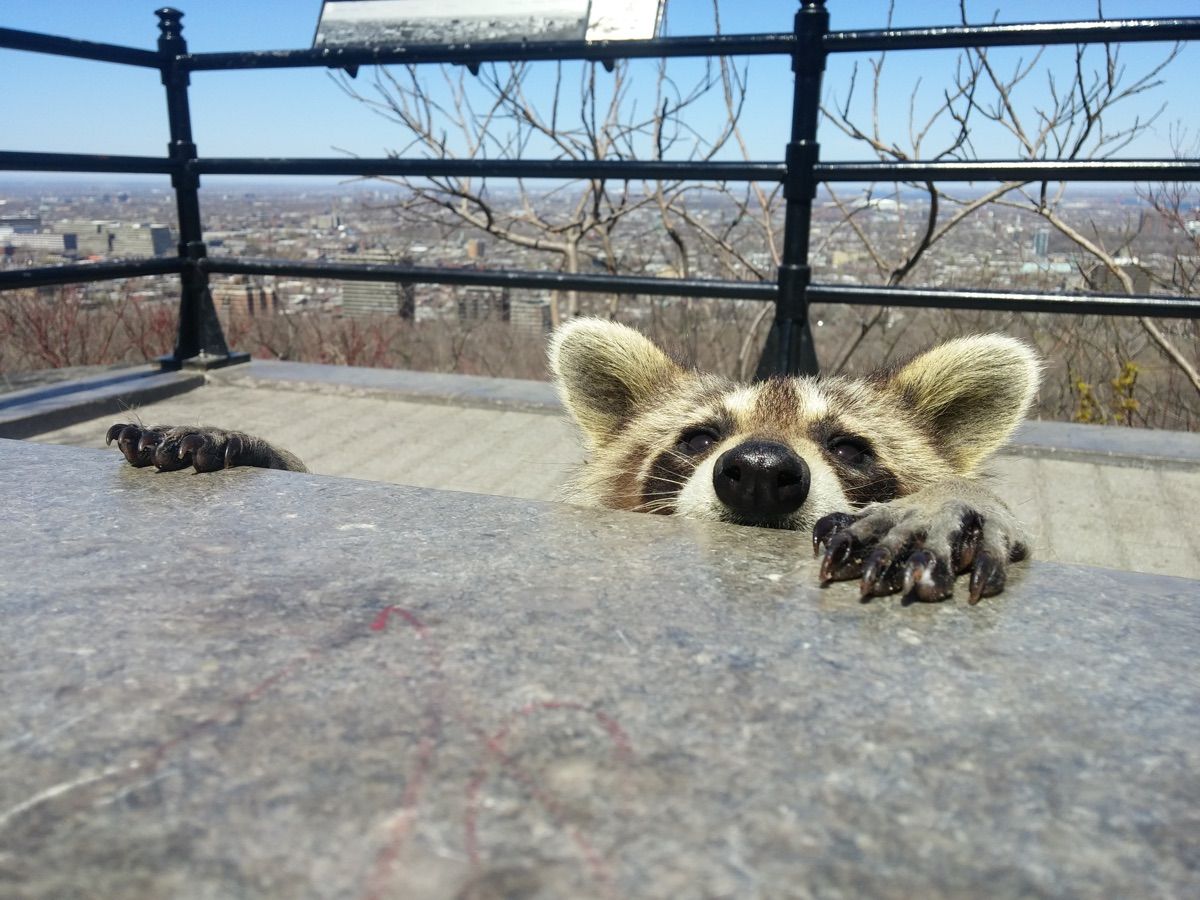 'Lucky' Raccoon Survives 9-Story Leap from Building | Live Science