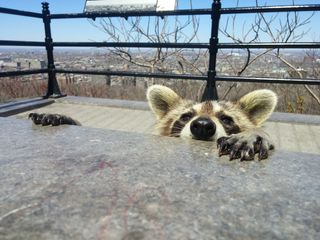 Raccoon peering over a wall.