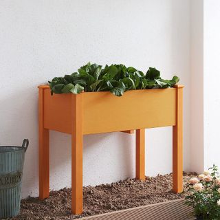 raised plant box with greenery inside, standing on a bed of soil