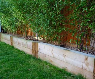 Bamboo growing in a back garden