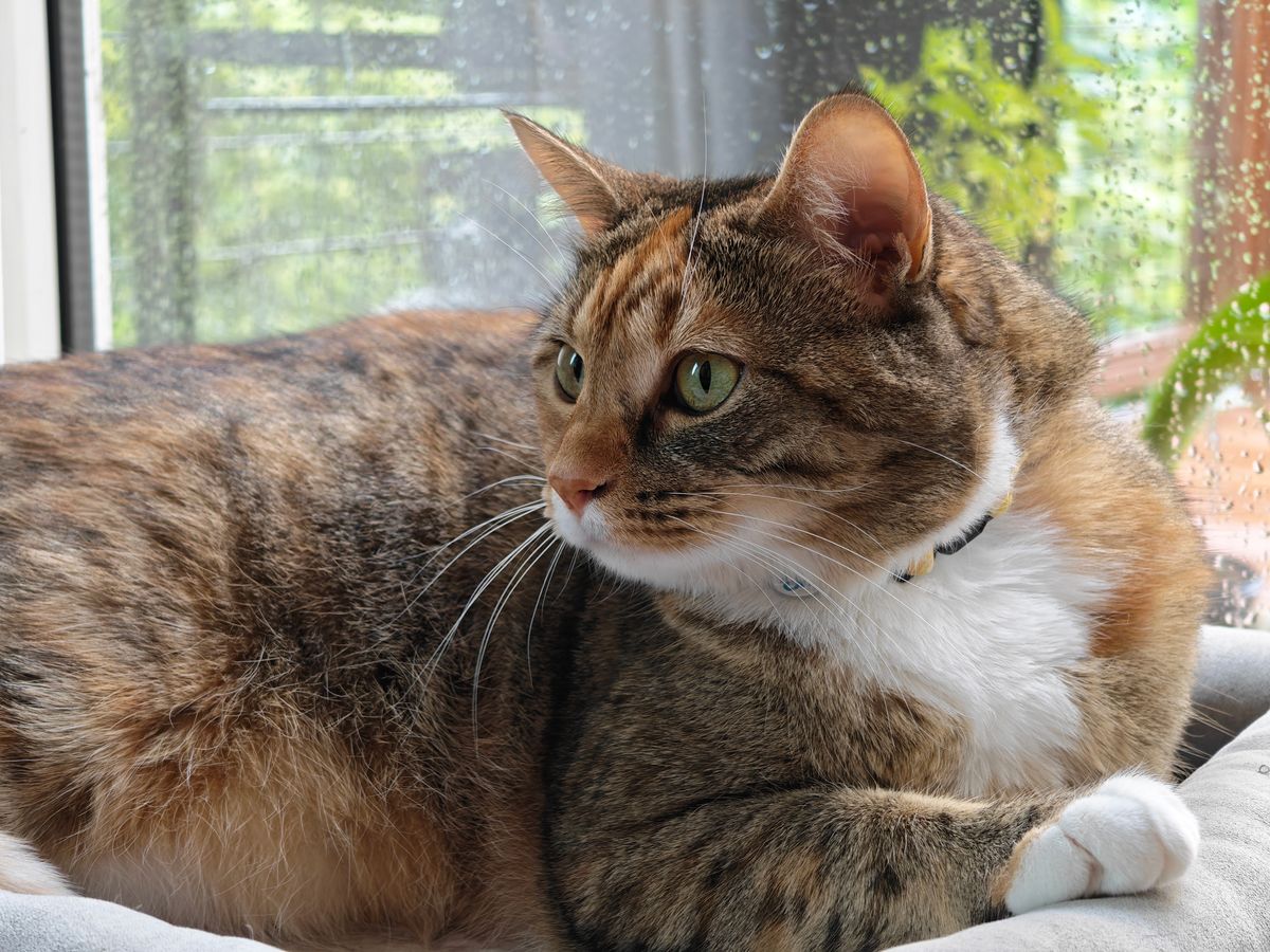 Photo samples of a cat taken from the Honor Magic V6's telephoto camera