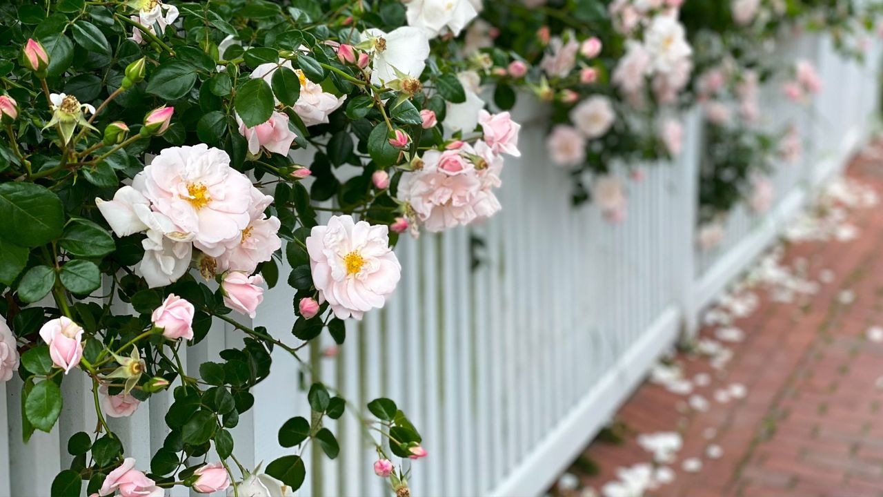 White picket fence overgrown with pink rose blossoms