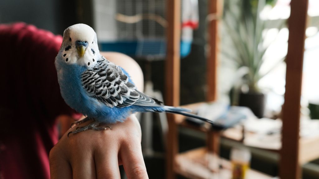 20 Pet Birds That Like To Be Handled PetsRadar 1024 80 