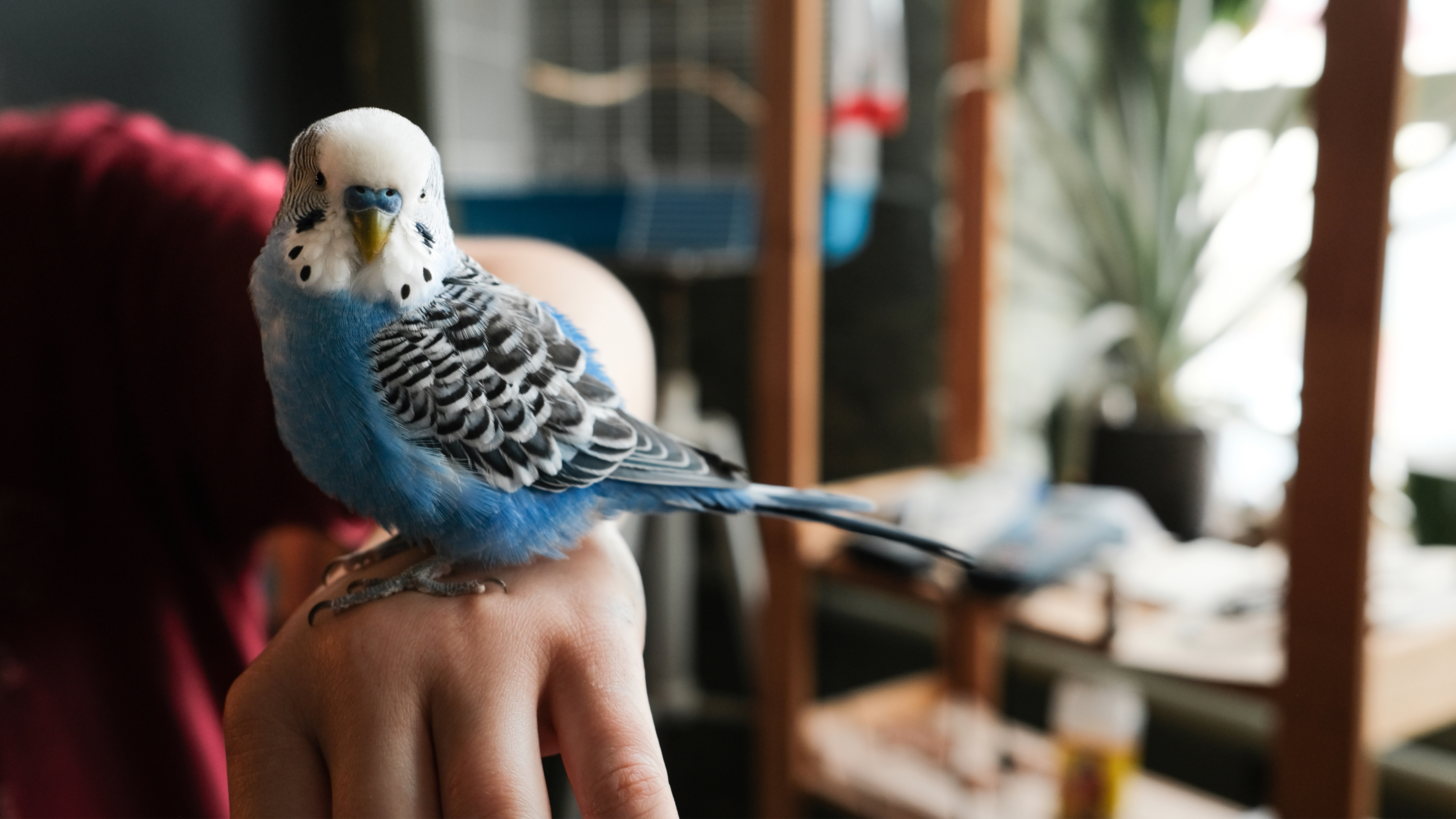 Budgie perched on person's arm