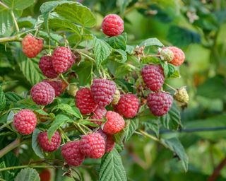 Ripe raspberries on a raspberry bush