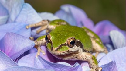 Green frog on a purple hydrangea flower
