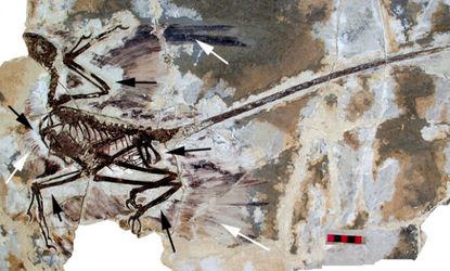 The white arrows point out preserved feathers of the specimen, the black arrows point to where feathers are absent.