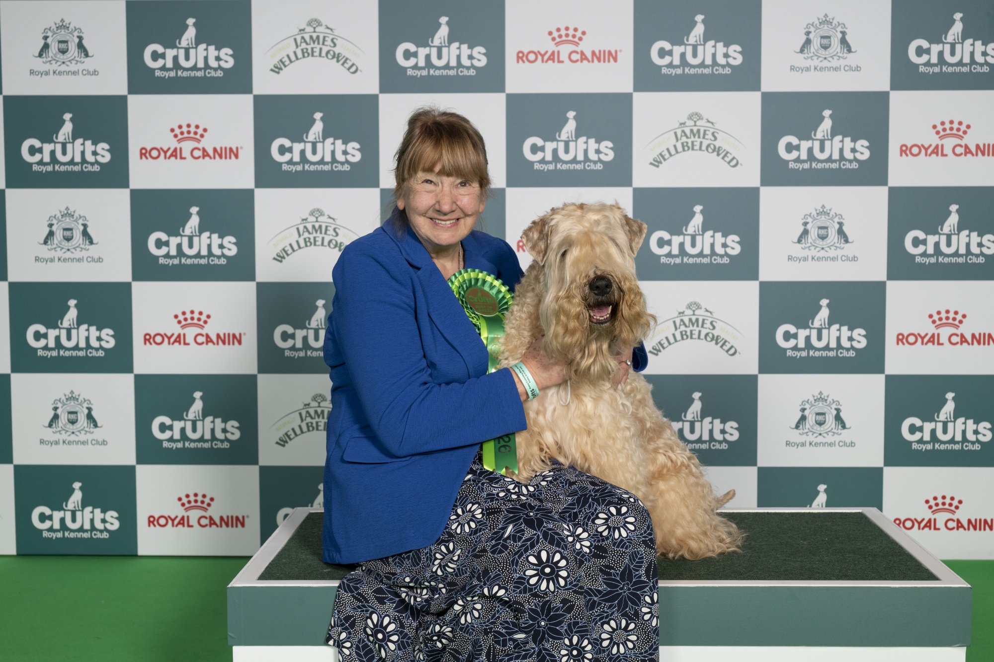 Soft-coated wheaten terrier