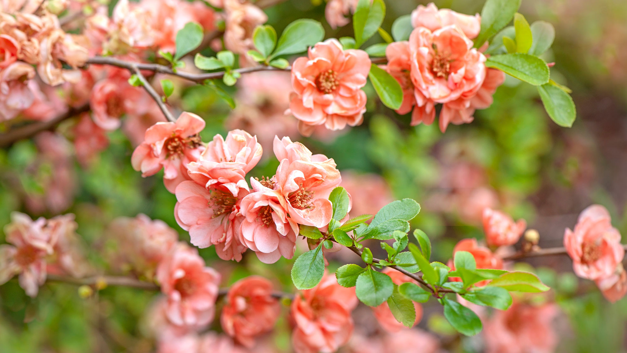 Japanese quince shrubs with peach flowers