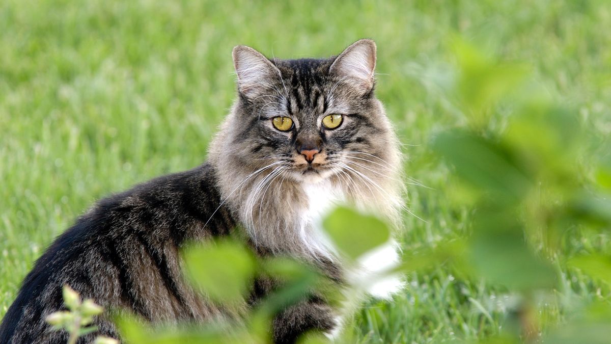 32 high energy cat breeds that will want to play with you | PetsRadar