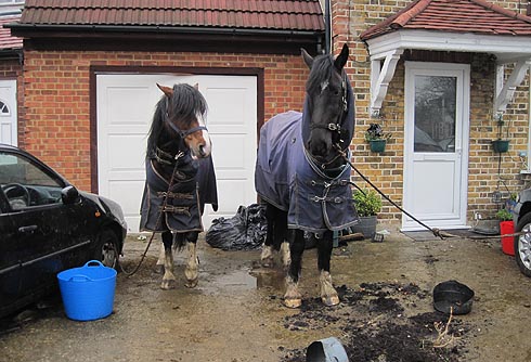 Horses found tied to cars outside an urban home