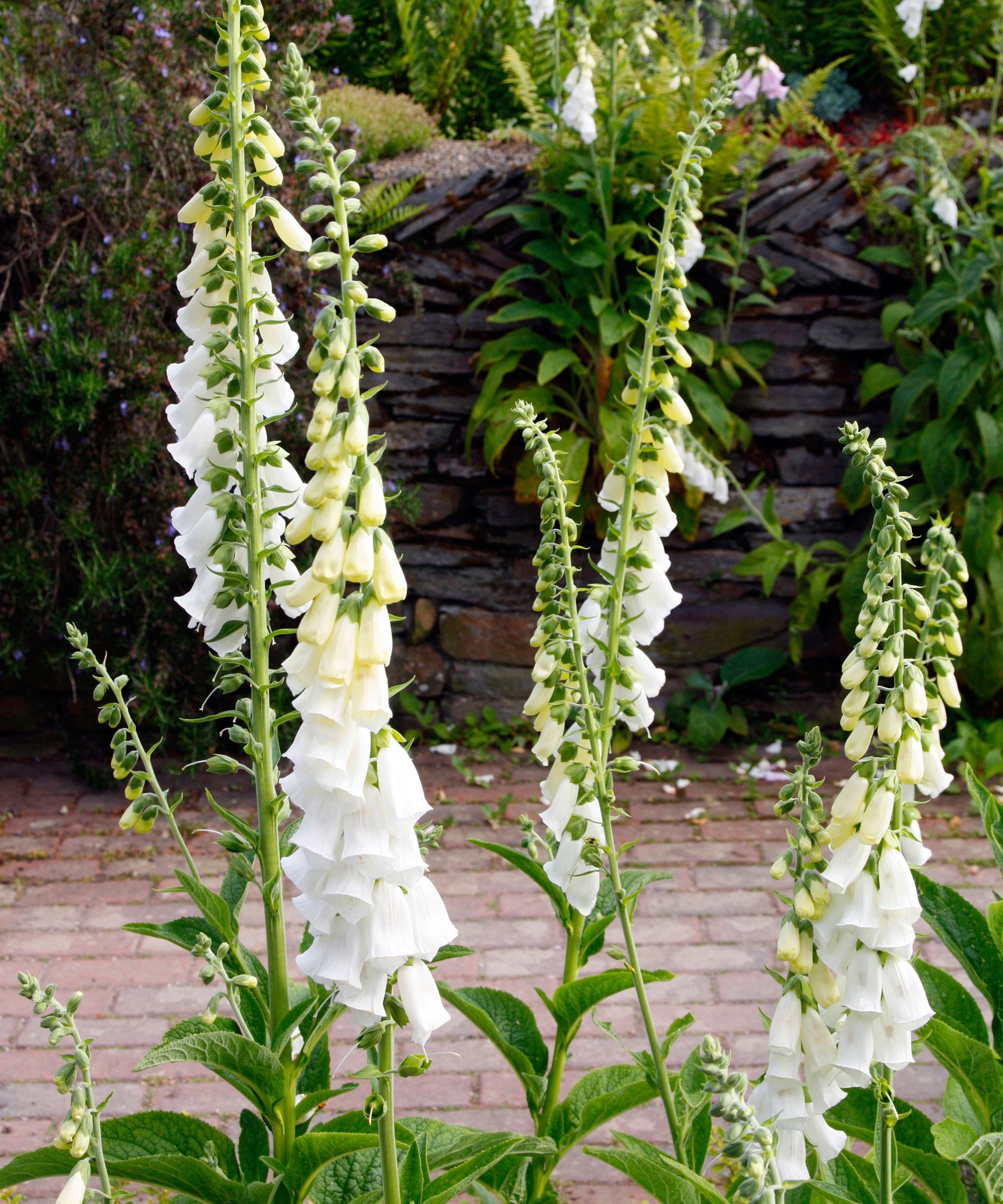 Digitalis purpurea f albiflora