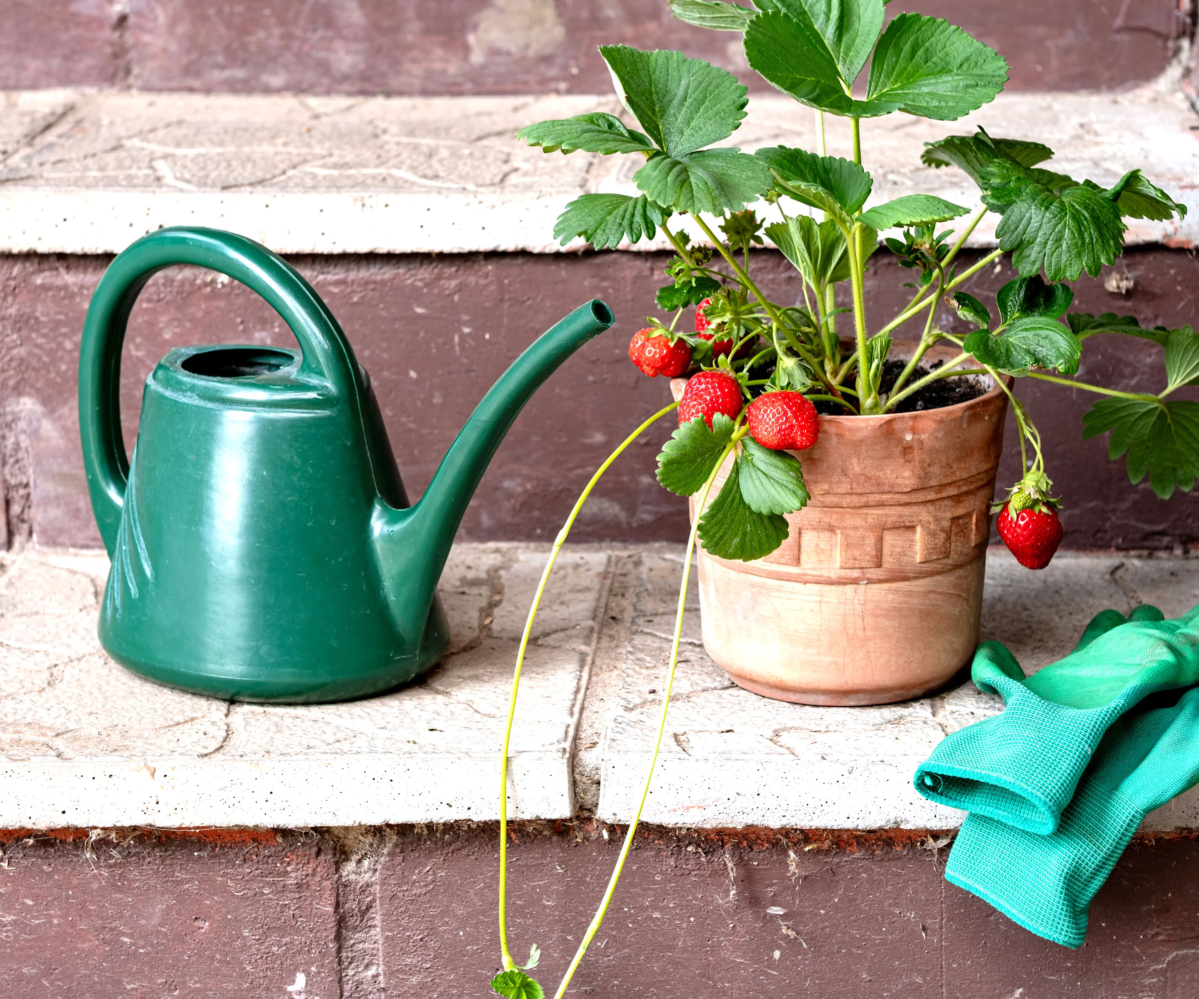 strawberry plant in pot next to green watering can and gloves on steps